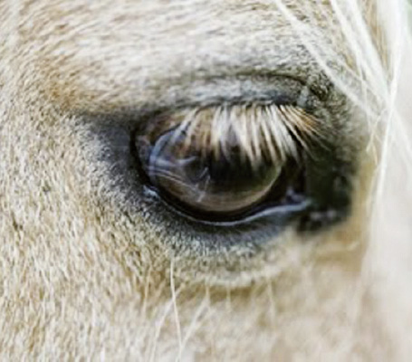Experteninterview: Sonnenschutz für Pferde?